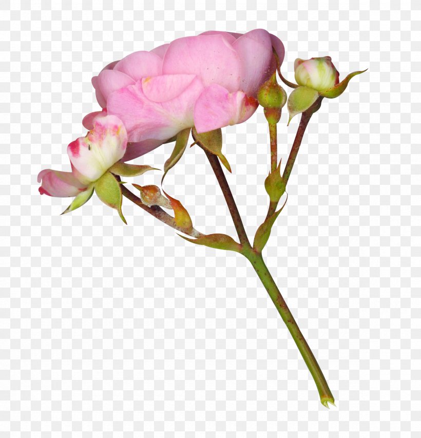 Garden Roses Fairy Tale Download, PNG, 2360x2456px, Garden Roses, Bud, Cut Flowers, Fairy, Fairy Tale Download Free