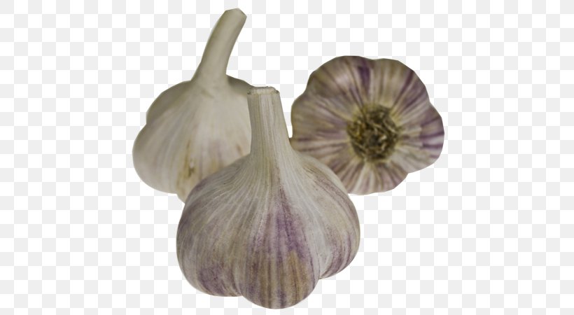 Garlic Cultivar Onion Dobrodar Seed, PNG, 600x450px, Watercolor, Cartoon, Flower, Frame, Heart Download Free