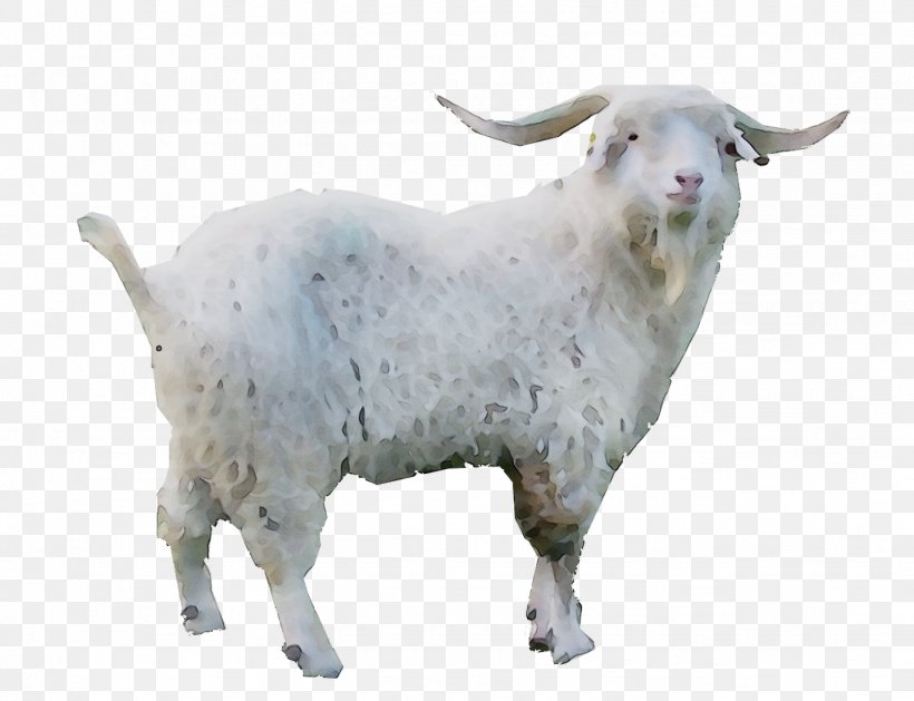 Goat Sheep Cattle, PNG, 1439x1104px, Goat, Animal Figure, Bovine, Bull, Cattle Download Free