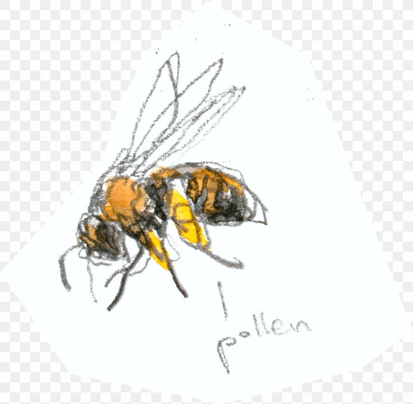 Honey Bee, PNG, 834x817px, Honey Bee, Arthropod, Bee, Fly, Honey Download Free