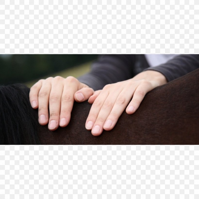 Horse Tierheilpraktiker Physical Therapy Acupuncture Applied Kinesiology, PNG, 1400x1400px, Horse, Acupressure, Acupuncture, Applied Kinesiology, Arm Download Free