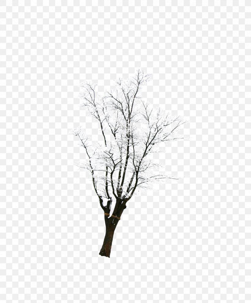 Snow Tree Winter, PNG, 1299x1569px, Snow, Black And White, Branch, Cedar, Monochrome Download Free