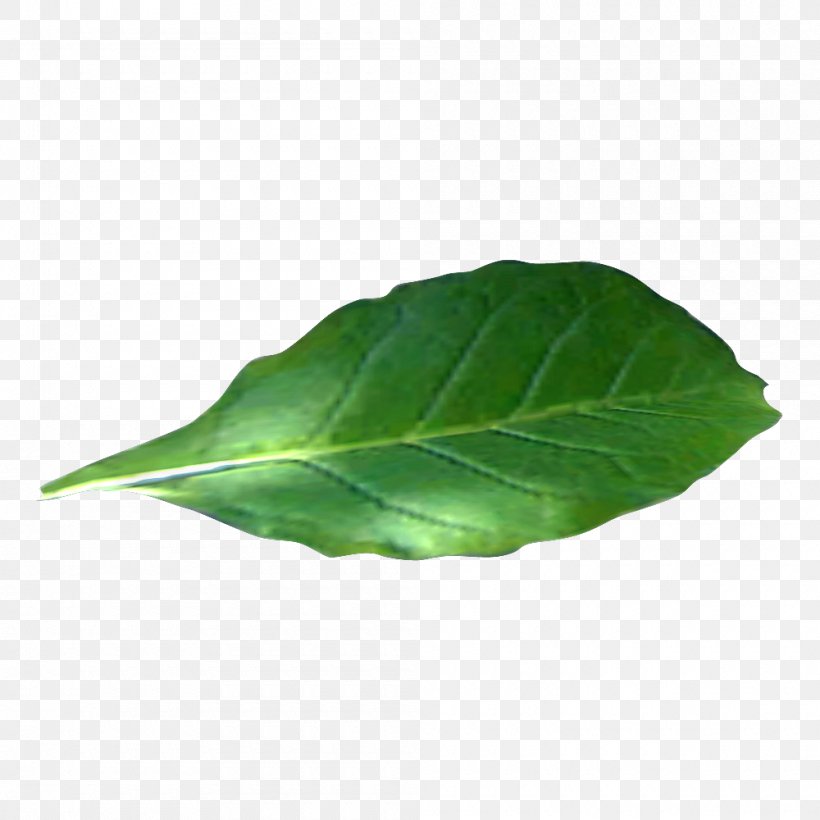Tobacco Plants Wiki Tobacco Pipe, PNG, 1000x1000px, Tobacco Plants, Cigar, Cigarette, Collard Greens, Herb Download Free