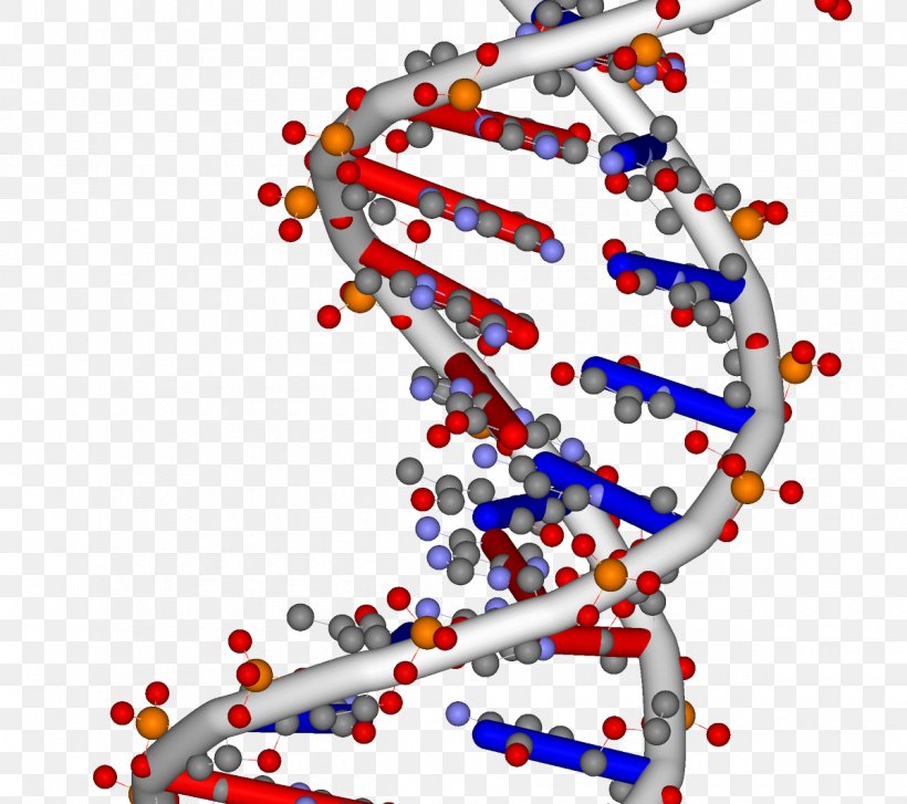 DNA Nucleic Acid Double Helix RNA Genome, PNG, 1200x1065px, Dna, Acid, Adna, Biology, Biomolecule Download Free