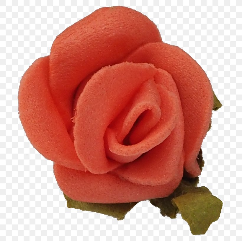 Garden Roses Hair Tie Headband Hairpin, PNG, 742x816px, Garden Roses, Close Up, Com, Cut Flowers, Earring Download Free