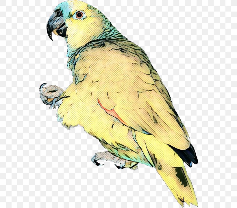 Parrot Lovebird Macaw Image, PNG, 552x720px, Parrot, Beak, Bird, Budgie, Falconiformes Download Free