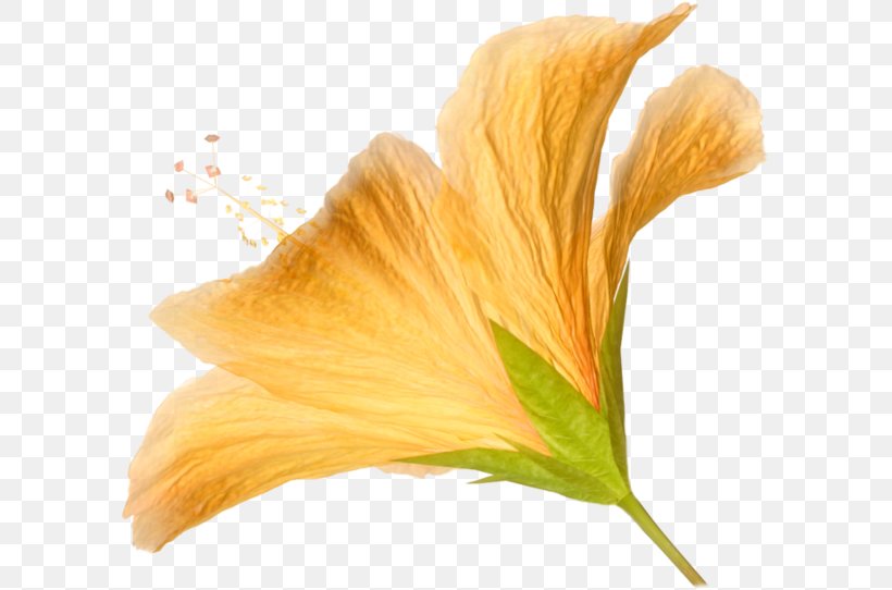 Flower Clip Art, PNG, 600x542px, Flower, Close Up, Flowering Plant, Hibiscus, Orange Download Free