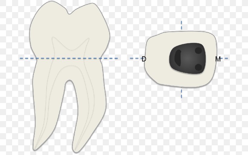 Human Tooth Product Design Font, PNG, 697x512px, Watercolor, Cartoon, Flower, Frame, Heart Download Free