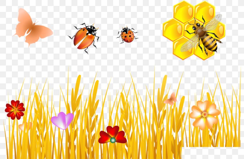 Bee Royalty-free Vector Graphics Stock Illustration Stock Photography, PNG, 800x534px, Bee, Beehive, Commodity, Flora, Flower Download Free