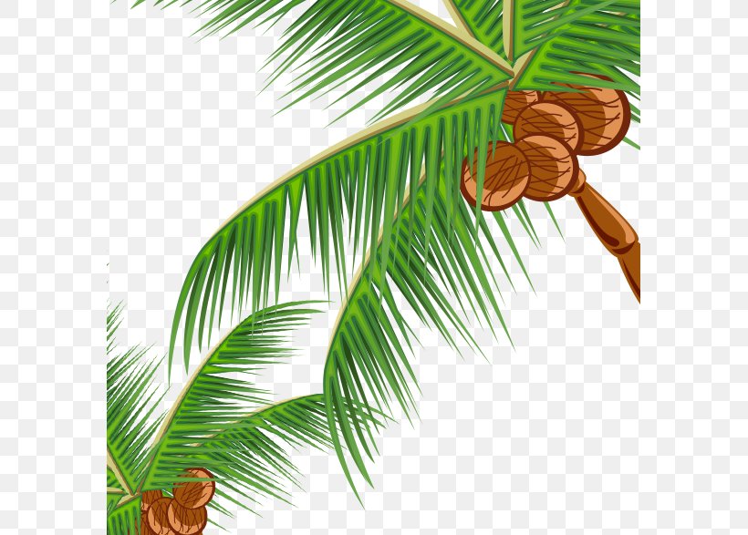 Coconut Fast Food Pine Leaf Illustration, PNG, 585x587px, Coconut, Arecales, Beauty Parlour, Branch, Child Download Free