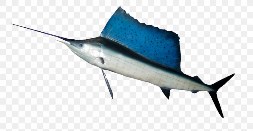 Indo-Pacific Sailfish Fishing Swordfish Shoaling And Schooling, PNG, 1022x532px, Indopacific Sailfish, Atlantic Blue Marlin, Billfish, Bony Fish, Fin Download Free