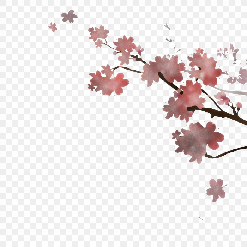 Cherry Blossom, PNG, 1667x1667px, Flower, Blossom, Branch, Cherry Blossom, Petal Download Free