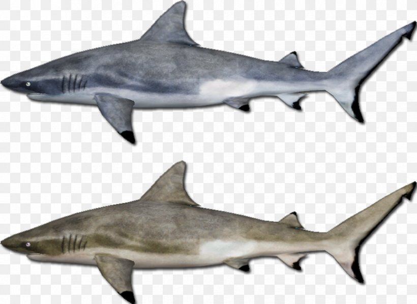 Great White Shark Requiem Sharks Squaliform Sharks Mackerel Sharks Marine Biology, PNG, 824x601px, Great White Shark, Biology, Cartilaginous Fish, Fauna, Fin Download Free