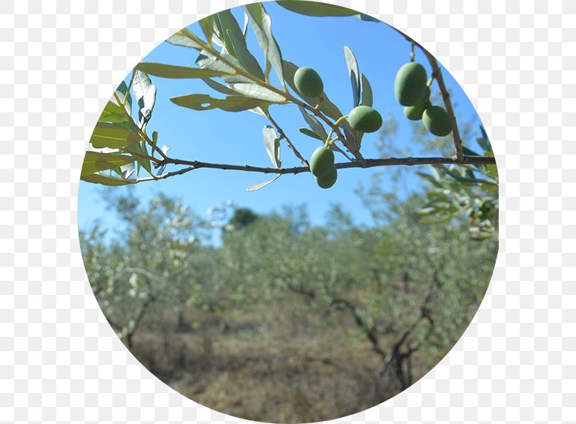 Olive, PNG, 600x604px, Olive, Branch, Food, Fruit, Plant Download Free