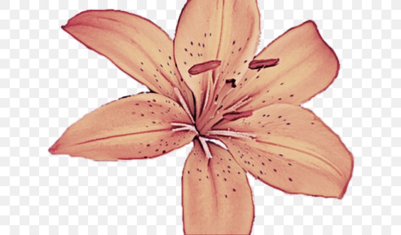 Petal Lily Pink Flower Plant, PNG, 640x480px, Petal, Flower, Lily, Lily Family, Orange Lily Download Free