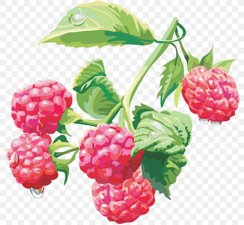 Raspberry Clip Art Image Transparency, PNG, 800x757px, Raspberry, Berry, Black Raspberry, Blackberry, Boysenberry Download Free