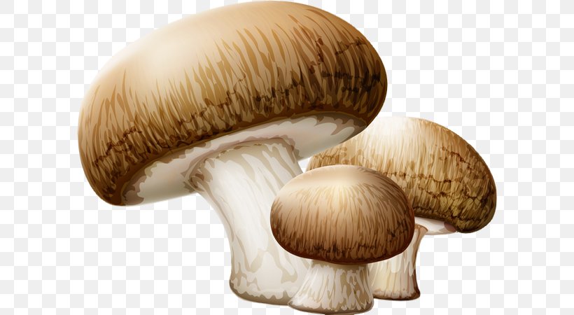 Edible Mushroom Wild Mushroom Clip Art, PNG, 600x450px, Mushroom, Agaricaceae, Agaricomycetes, Agaricus, Champignon Mushroom Download Free