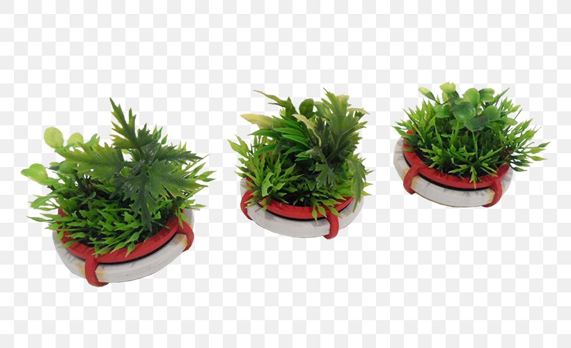Flowerpot Houseplant Herb, PNG, 800x500px, Flowerpot, Aquarium Decor, Grass, Herb, Houseplant Download Free
