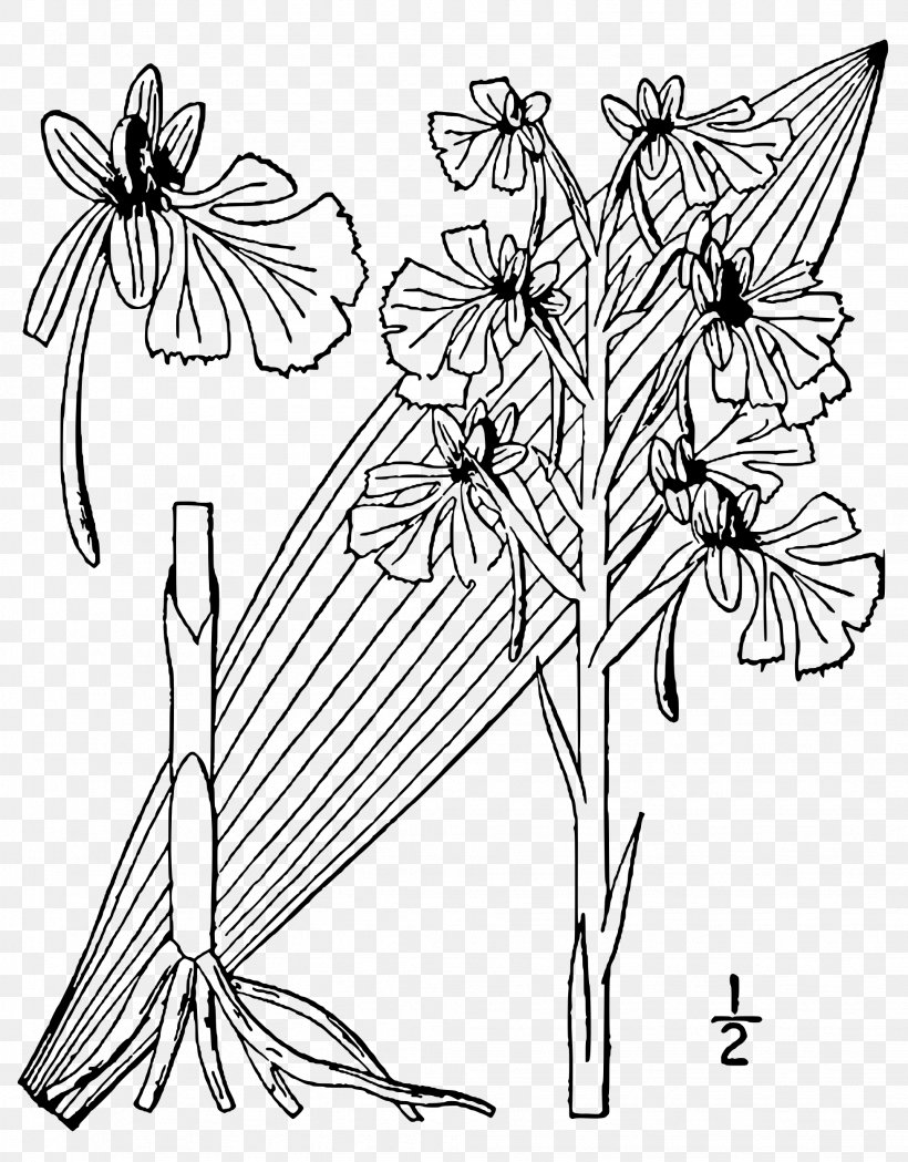 Nymphalidae Butterfly Line Art Floral Design Cut Flowers, PNG, 1953x2500px, Nymphalidae, Area, Artwork, Black And White, Brush Footed Butterfly Download Free