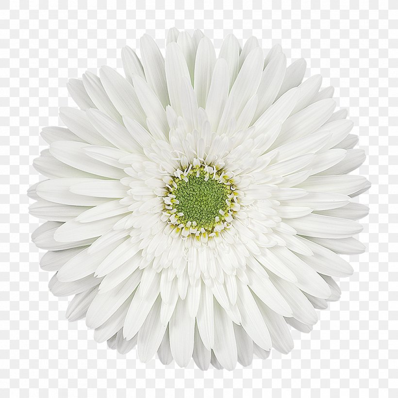 Transvaal Daisy Cut Flowers Blumenversand Chrysanthemum Oxeye Daisy, PNG, 1772x1772px, Transvaal Daisy, Asterales, Blume, Blumenversand, Chrysanthemum Download Free