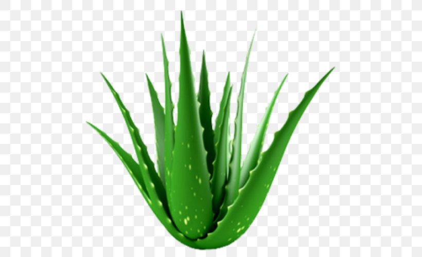 Aloe Vera Succulent Plant Houseplant Medicinal Plants, PNG, 500x500px, Aloe Vera, Aloe, Cactaceae, Flowering Plant, Gel Download Free