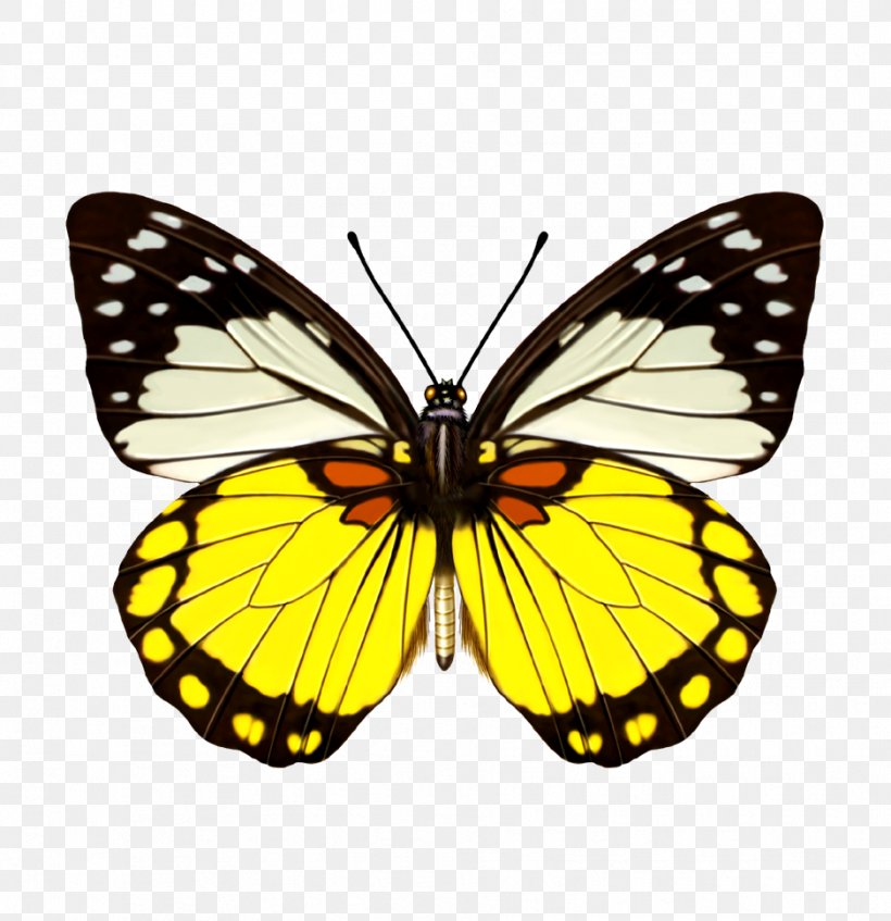 Butterfly Refrigerator Magnet Three-dimensional Space Prioneris Color, PNG, 938x969px, Butterfly, Arthropod, Brush Footed Butterfly, Color, Delias Pasithoe Download Free