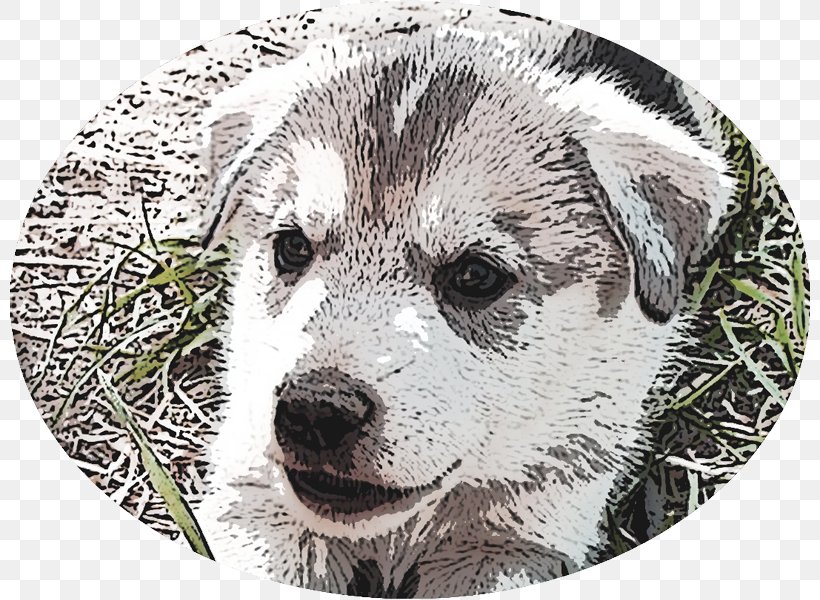 Dog Breed Norwegian Elkhound Puppy Snout Whiskers, PNG, 800x600px, Dog Breed, Alaska, Apollo, Breed, Carnivoran Download Free