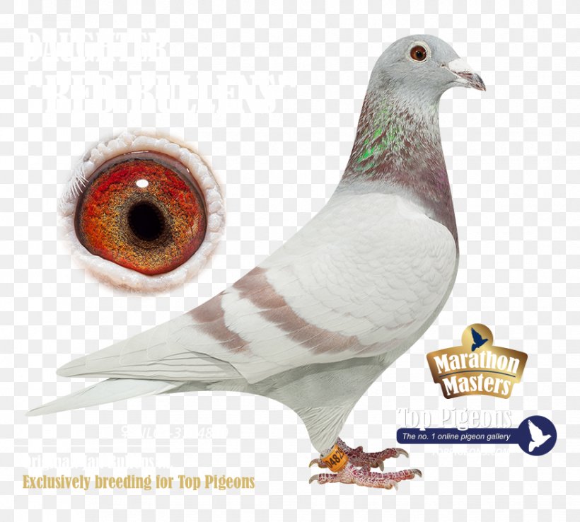 Gravelines Pigeons And Doves Blog Skyrock .com, PNG, 876x789px, Pigeons And Doves, Beak, Bird, Blog, Christmas Day Download Free