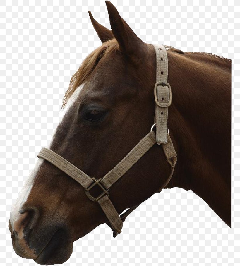Horse Microsoft PowerPoint Presentation Slide, PNG, 763x909px, Horse, Bit, Bridle, Halter, Horse Breeding Download Free