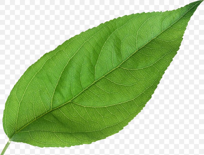 Leaf Plant NIC, PNG, 1136x865px, Leaf, Algae, Design Thinking, Green, Plant Download Free