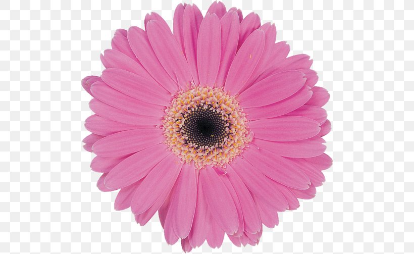 Transvaal Daisy Marguerite Daisy Pastel Daisy Family Common Daisy, PNG, 500x503px, Transvaal Daisy, Annual Plant, Aster, Asterales, Chrysanthemum Download Free