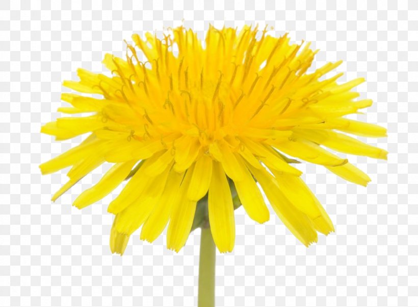Yellow Common Dandelion Flower Image Stock Photography, PNG, 1023x751px, Watercolor, Cartoon, Flower, Frame, Heart Download Free