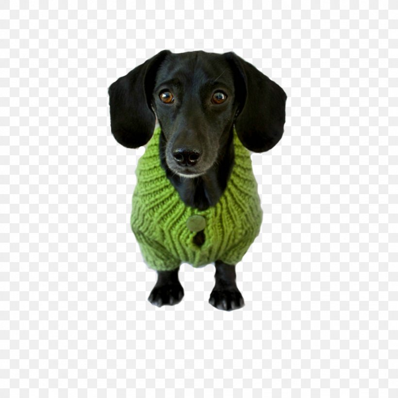 Dog Breed Dachshund Companion Dog Dog Biscuit Pet, PNG, 1024x1024px, Dog Breed, Biscuit, Breed, Companion Dog, Dachshund Download Free