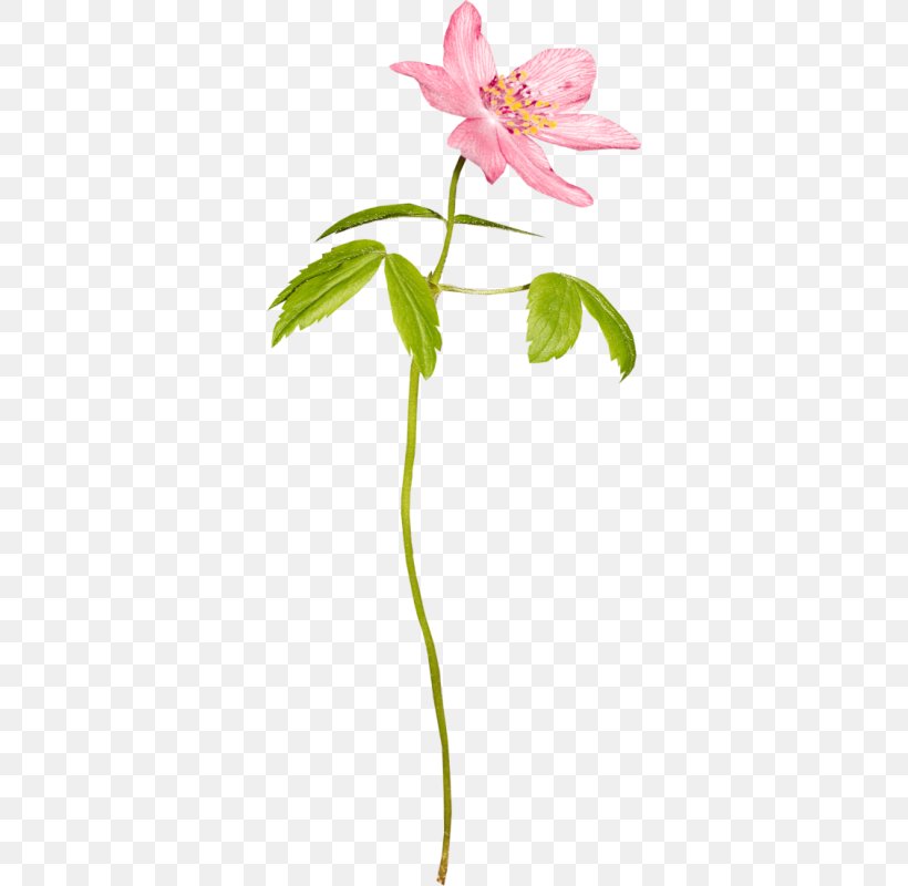 Flower Drawing, PNG, 338x800px, Flower, Alstroemeriaceae, Branch, Cut Flowers, Drawing Download Free