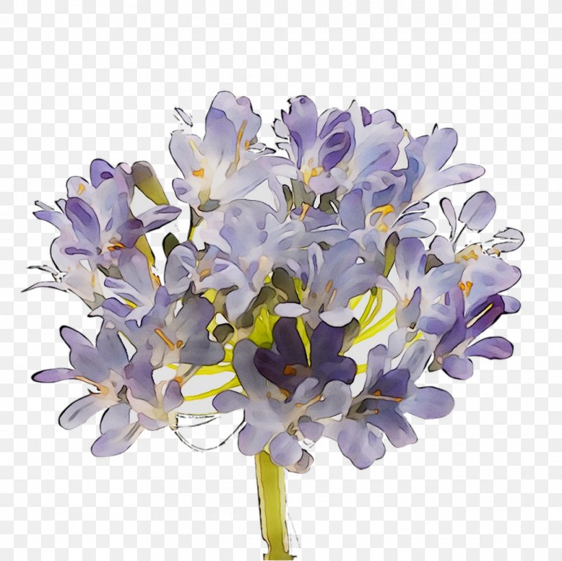 Hyacinth Cut Flowers Lilac Lavender Violet, PNG, 1036x1035px, Hyacinth, Cut Flowers, Family M Invest Doo, Flower, Flowering Plant Download Free