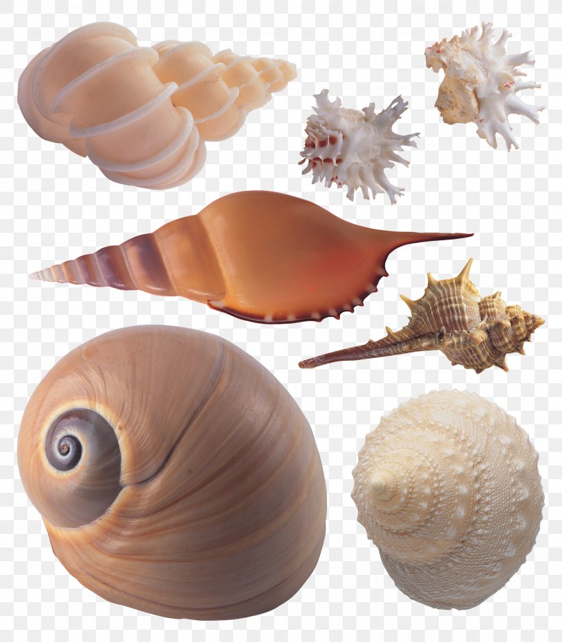 Seashell Sea Snail Conchology, PNG, 2272x2600px, Seashell, Conchology, Depositfiles, Mollusc Shell, Molluscs Download Free