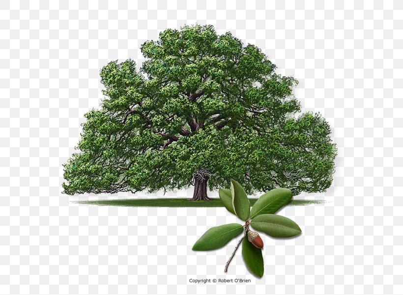 Southern Live Oak Quercus Shumardii Texas Live Oak Quercus Acutissima Seven Sisters Oak, PNG, 601x601px, Southern Live Oak, Evergreen, Houseplant, Northern Red Oak, Nursery Download Free
