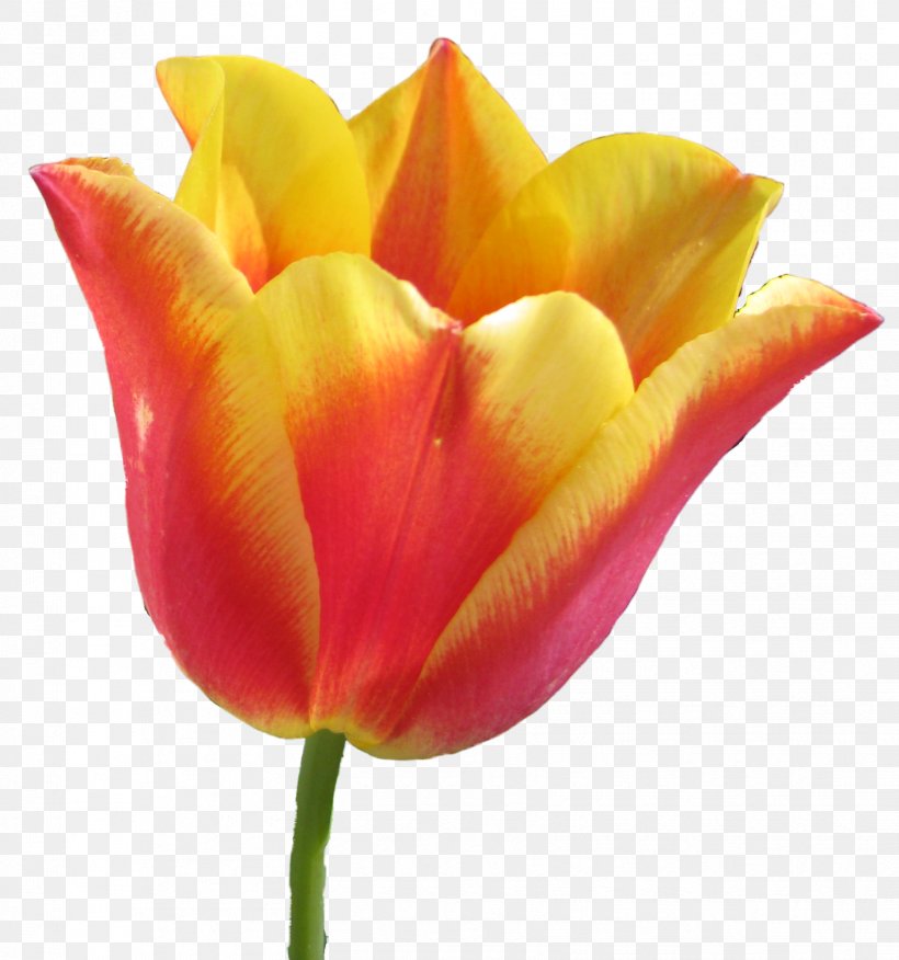 Tulip Computer Graphics Cut Flowers Plant Stem, PNG, 1657x1771px, Tulip, Bud, Calendar, Close Up, Closeup Download Free