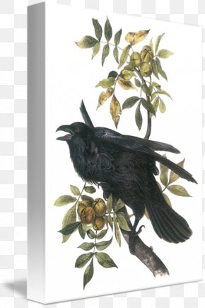 Download Common Raven Crow Clip Art Png 768x1102px Common Raven Beak Bird Bird Of Prey Black And White Download Free