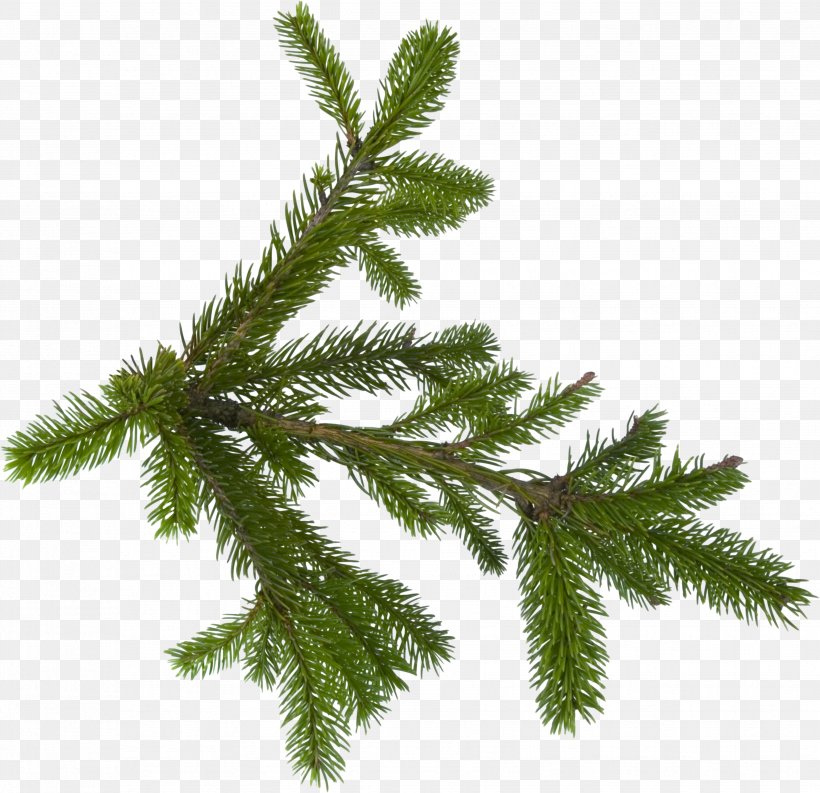 Fraser Fir Balsam Fir Pine Tree, PNG, 3508x3394px, Fir, Branch, Christmas Ornament, Christmas Tree, Conifer Download Free