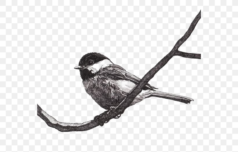 Paper Drawing Pen Bird Black-capped Chickadee, PNG, 564x523px, Paper, Acidfree Paper, Beak, Bird, Birdwatching Download Free