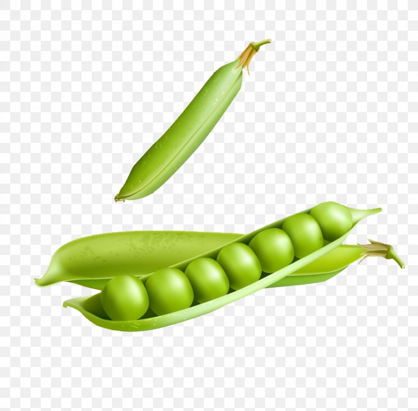Snow Pea Euclidean Vector Stock Illustration, PNG, 1667x1639px, Snow Pea, Broad Bean, Commodity, Corn On The Cob, Food Download Free