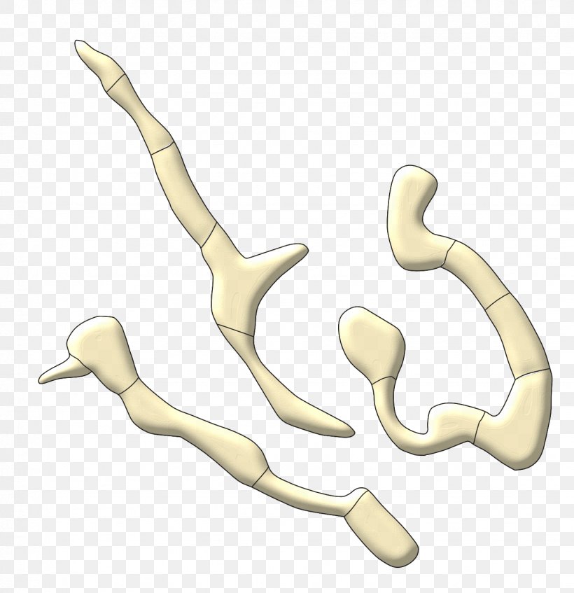 Thumb Animal Line, PNG, 1438x1487px, Thumb, Animal, Arm, Bone, Finger Download Free