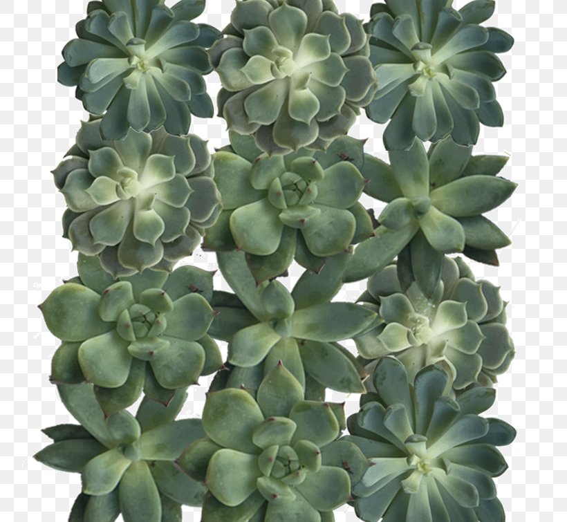 Green Succulent Plant Crassulaceae Color Grey, PNG, 755x755px, Green, Cladonia Rangiferina, Color, Crassulaceae, Cutting Download Free