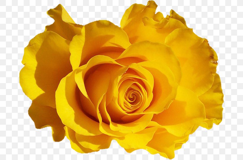 Rose Desktop Wallpaper Flower, PNG, 692x539px, Rose, Bush Roses, Color, Cut Flowers, Floribunda Download Free