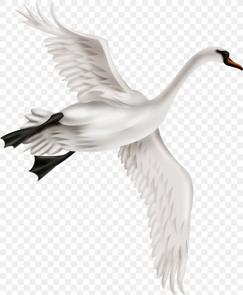 Mute Swan Bird Duck, PNG, 1567x1900px, Mute Swan, Beak, Bird, Biscuit, Cygnini Download Free