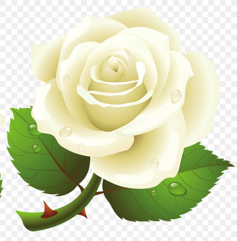 Rose Clip Art, PNG, 850x865px, Rose, Blog, Cut Flowers, Drawing, Floral Design Download Free