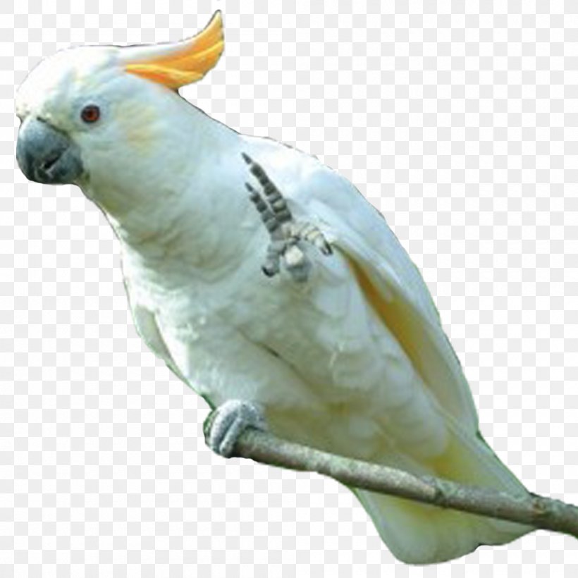 Sulphur-crested Cockatoo Cockatiel Budgerigar Bird, PNG, 1000x1000px, Sulphurcrested Cockatoo, Beak, Bird, Budgerigar, Cockatiel Download Free