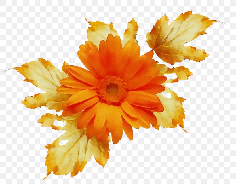 Autumn Leaf Drawing, PNG, 800x638px, Watercolor, Artificial Flower, Autumn, Calendula, Cut Flowers Download Free