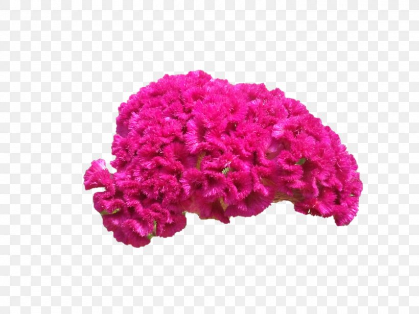 Cut Flowers Pink M Wool Petal, PNG, 1500x1125px, Cut Flowers, Flower, Magenta, Petal, Pink Download Free